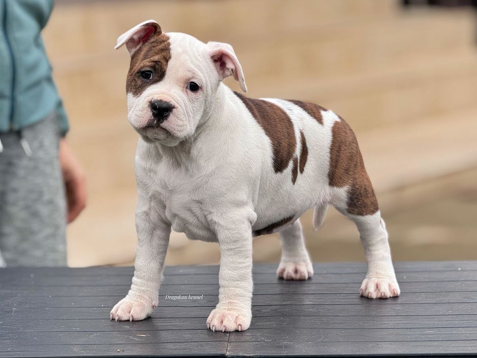 Amstaff rasă pură cu pedigree