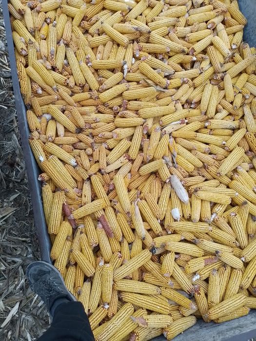 Porumb știuleți de vânzare