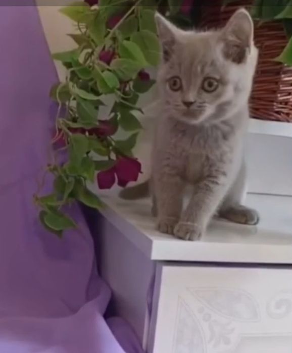 Fetiță british shorthair lilac