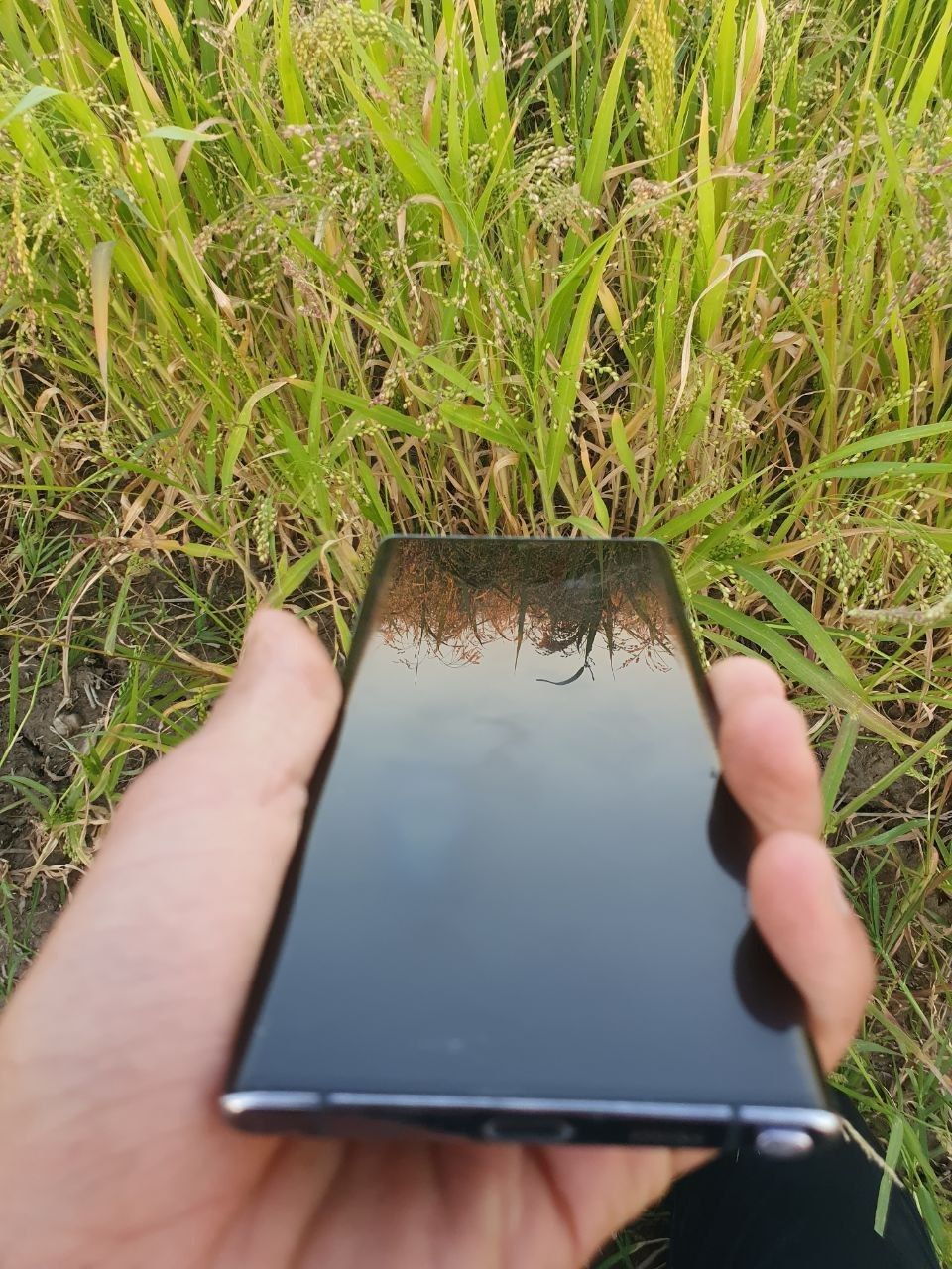Samsung note 10 plus