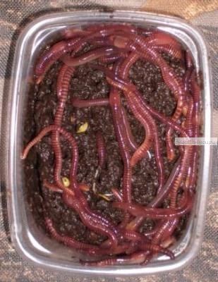 Земляные черви для рыбалки и разрыхления земли..