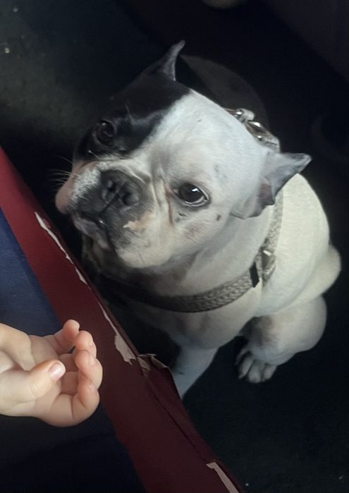 Французуий Бульдог 2,5 года продам