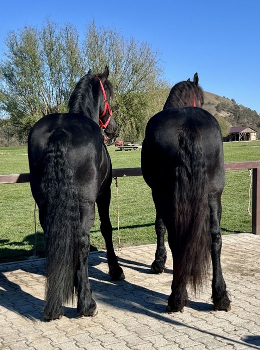 Vând 2 frizeni Armasari tineri