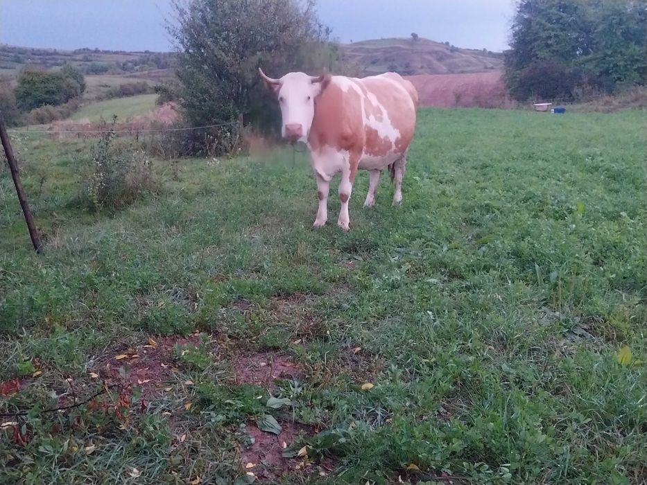 Vaca buna de lapte