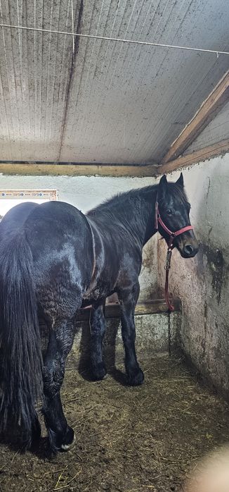 Mânz noatini semigreu