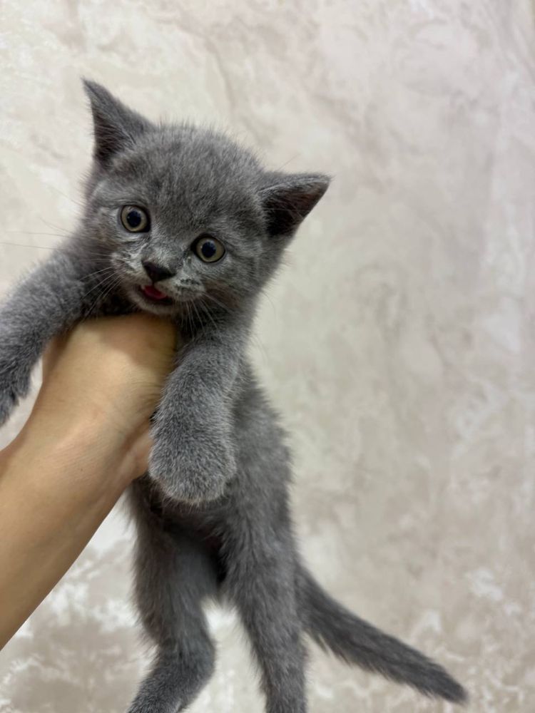 Кошкии, Mushuklar