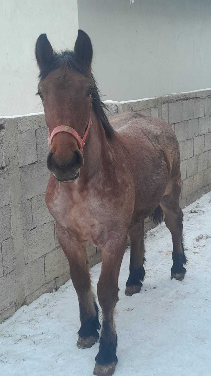 Vand manza 10 luni mai multe detali la nr de tel