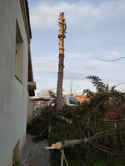 Подарявам борова дървесина за горене от 15 метров бор. Село Симеоново.