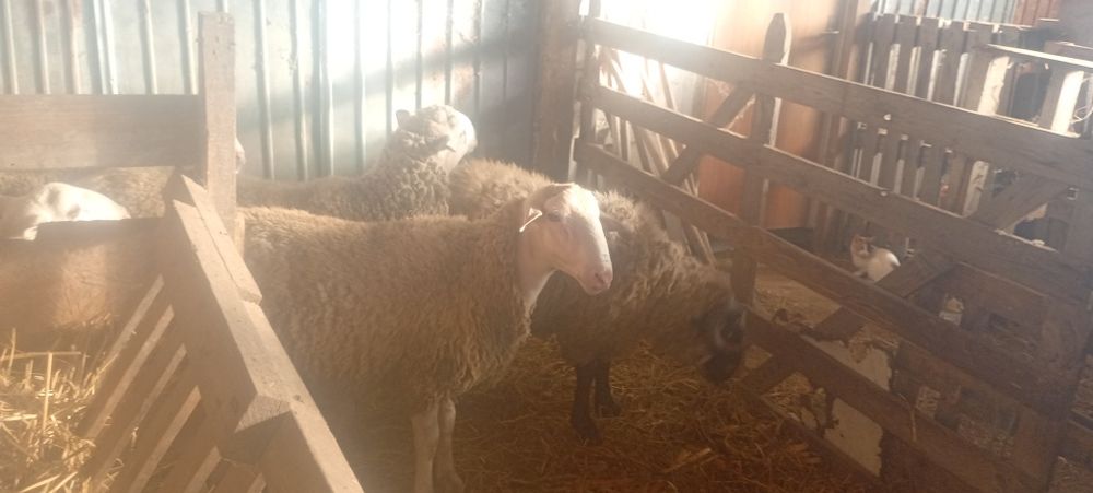 Vând berbecuți tineri