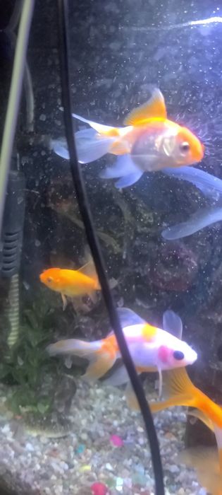 Akvarium baliqlari bilan sotiladi