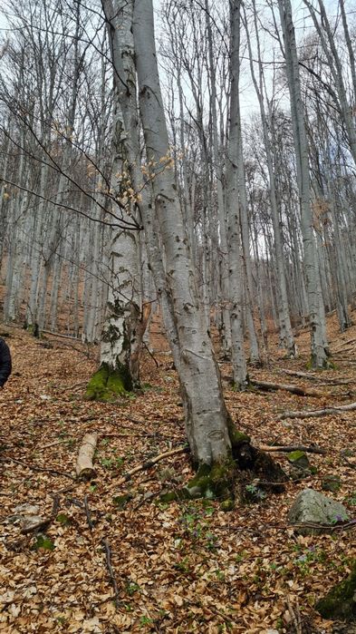 Vând pădure de Fag