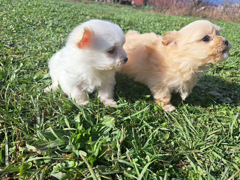 Bichon maltez miny spre adoptie