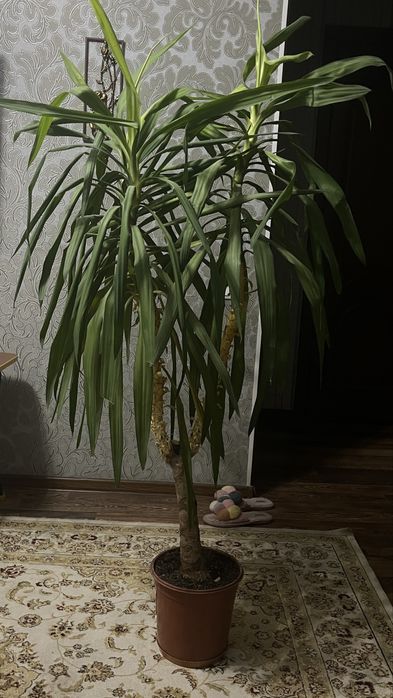 Продаю красивую пальму-в отличном состоянии