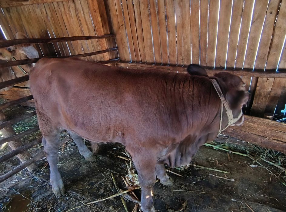 Vând vițel din montă