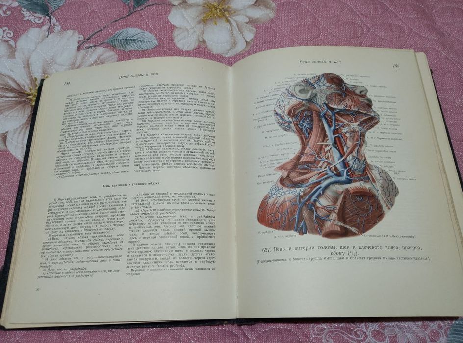 Атлас анатомии человека. Синельников