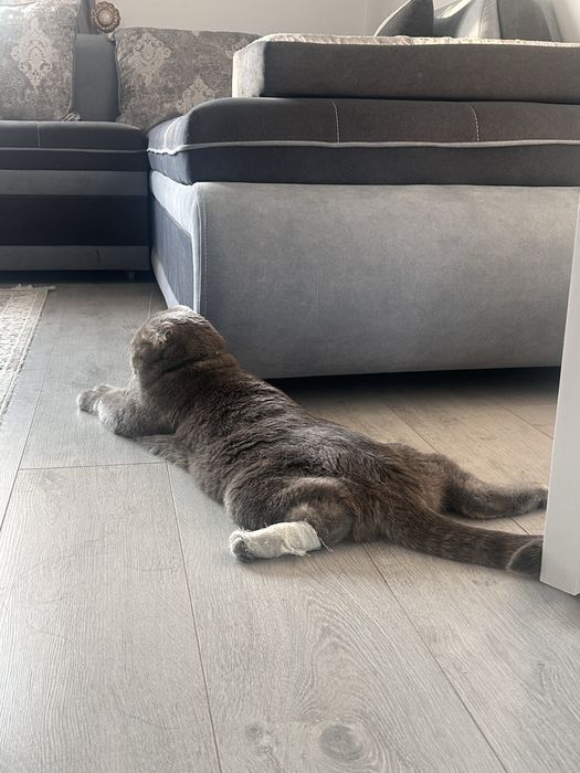 Кот шотландский вислоухий