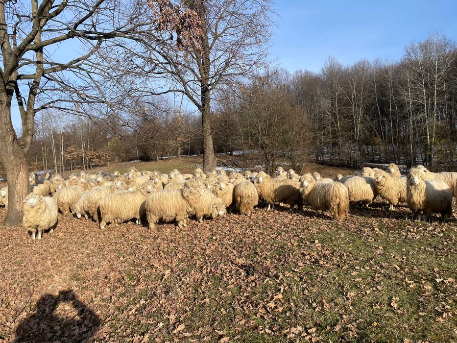 oi bale  bune cu certificat