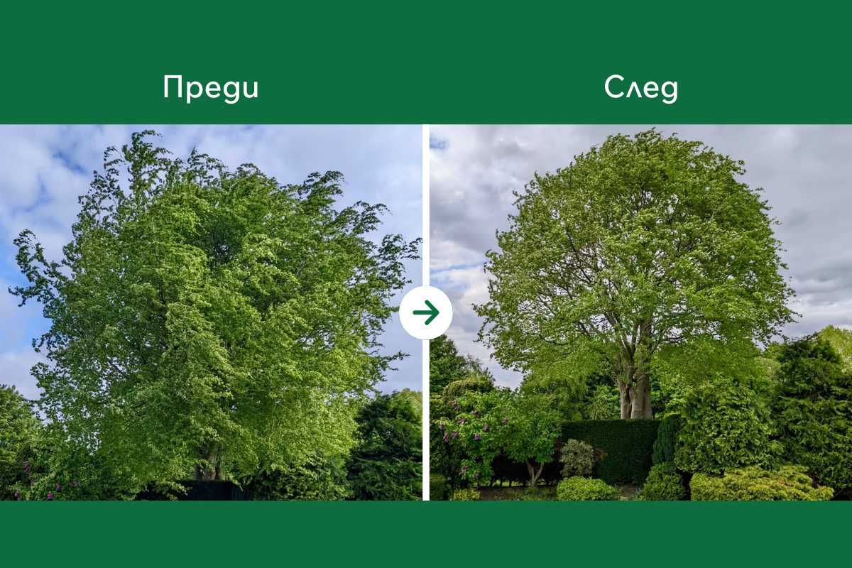 Рязане на опасни дървета и почистване не терени – Безплатен оглед