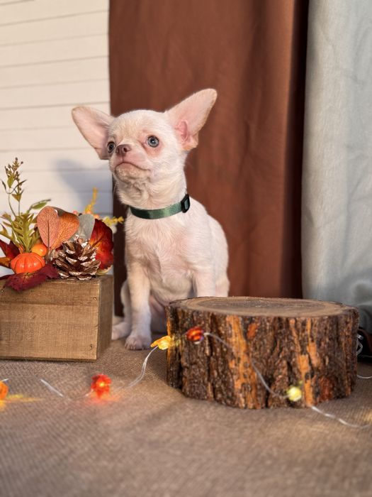 Щенок чихуахуа