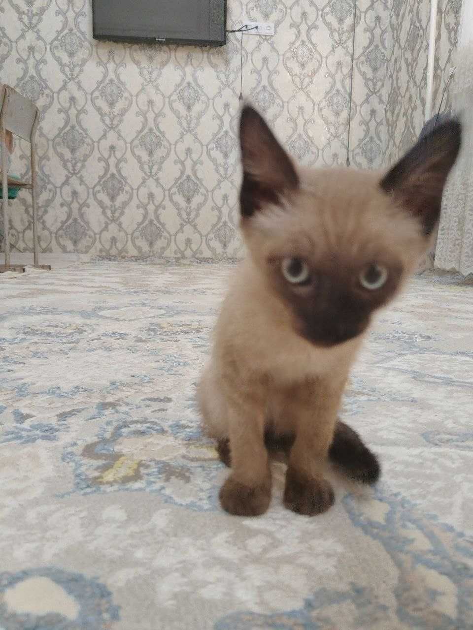 Продаётся сиамский котёнок 3 месяца, адрес Нукус, девочка.