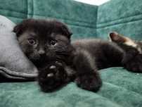 Шотландский котик