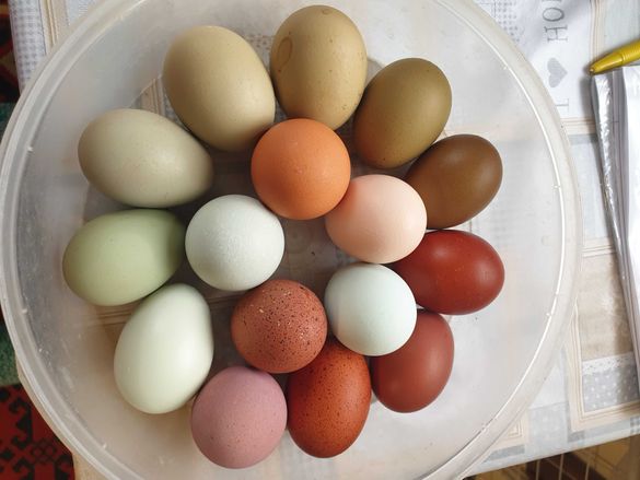 Разноцветни разплодни яйца