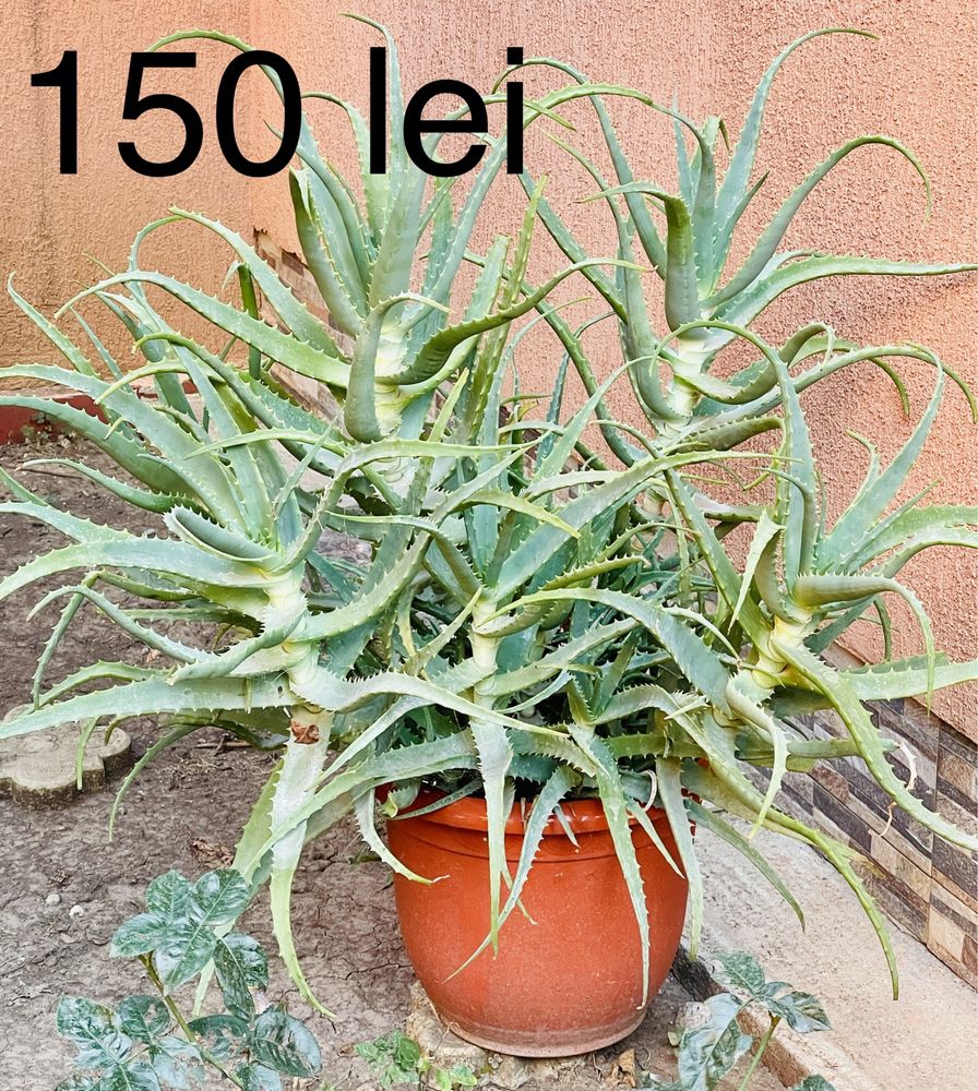 Aloe Vera la ghiveci