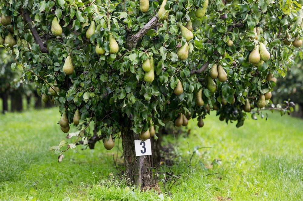 Pomi Fructiferi Pitici Dwarf