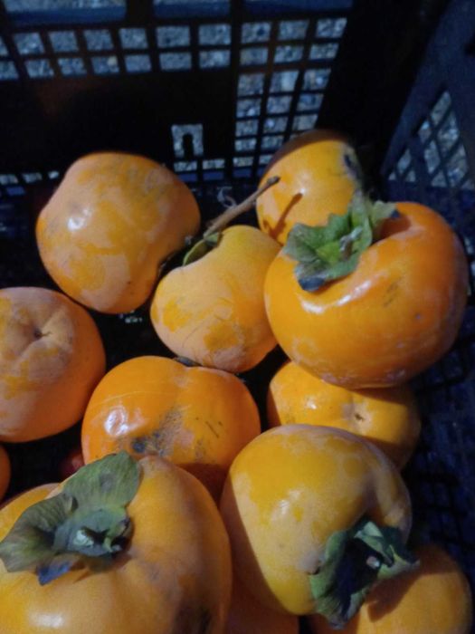 Райска Ябълка 3лв