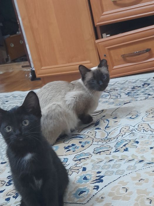 Отдам котёнка в добрые руки