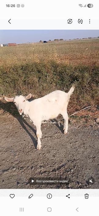Занен тоза улоклари сотилади