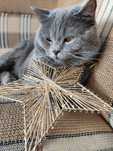 Ofer motan british shorthair