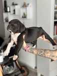 American bully dog