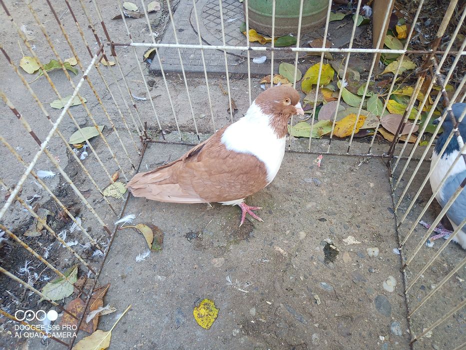 Porumbei de ornament