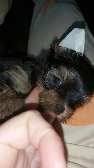 Щенок йоркширского терьера мальчик