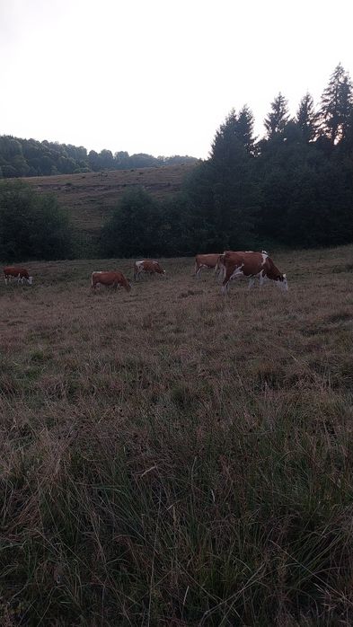 vaci de vânzare cu lapte
