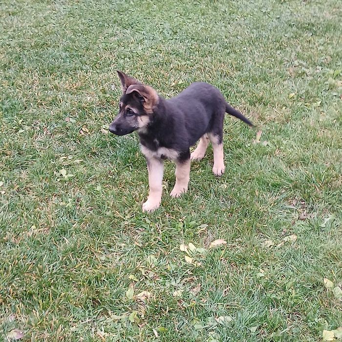 Femelă ciobănesc german