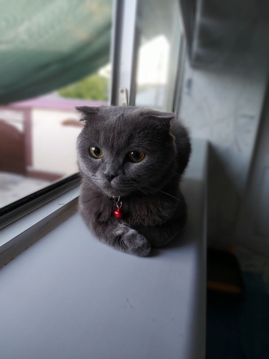 кот мальчик шотландский фолд серий 1 год чистый