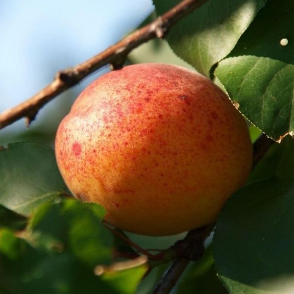 Pomi stravechi glia stramoseasca soiuri de CAIS