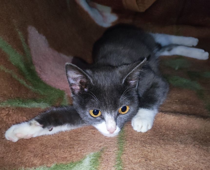 Котёнок 5месяцев