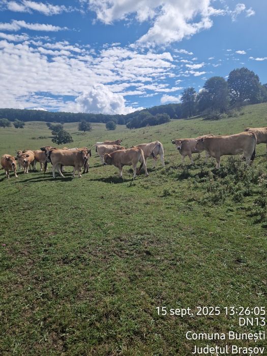 Vand 25 Juninci Gestante Aubrac