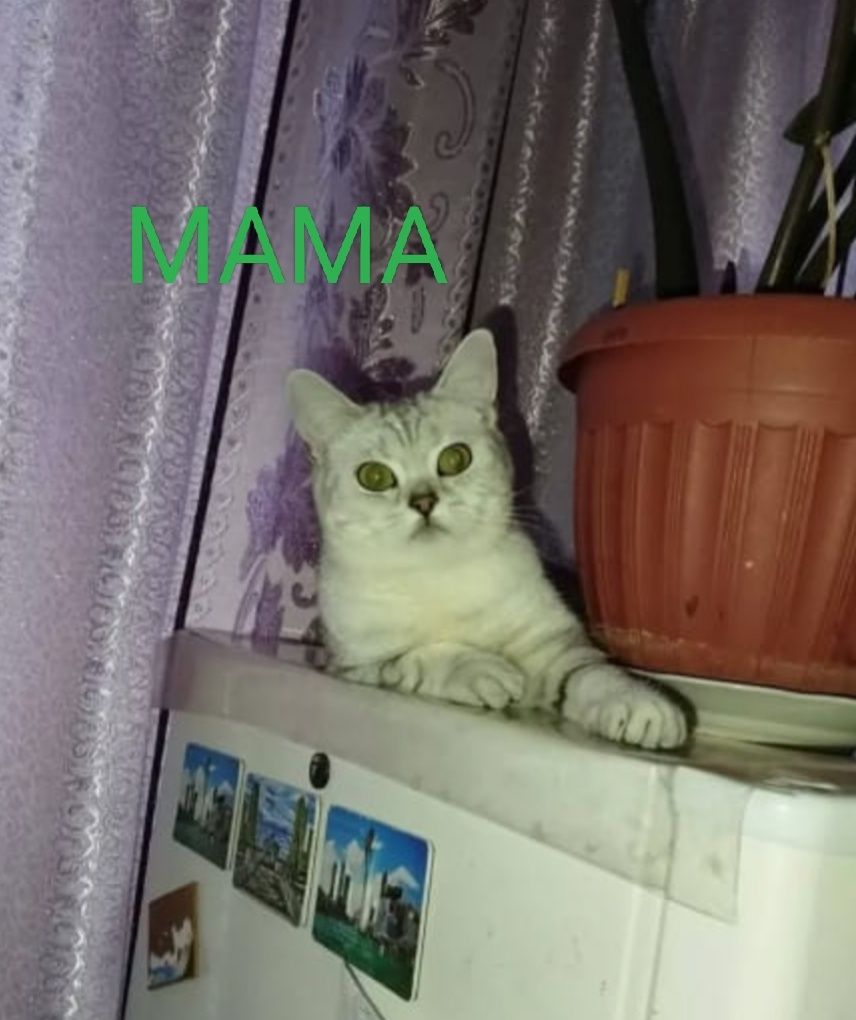 Продается котёнок