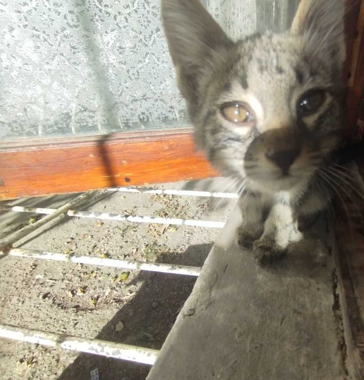 Котенок в хорошие руки
