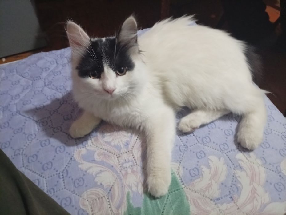 Котята отдадим в хорошие руки