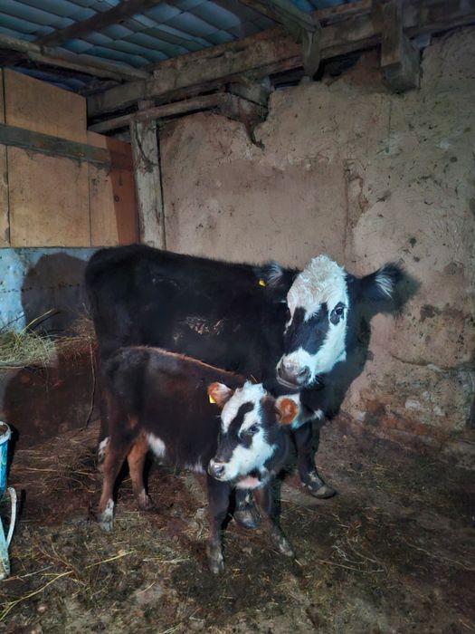 Кашар бузауымен сатылады