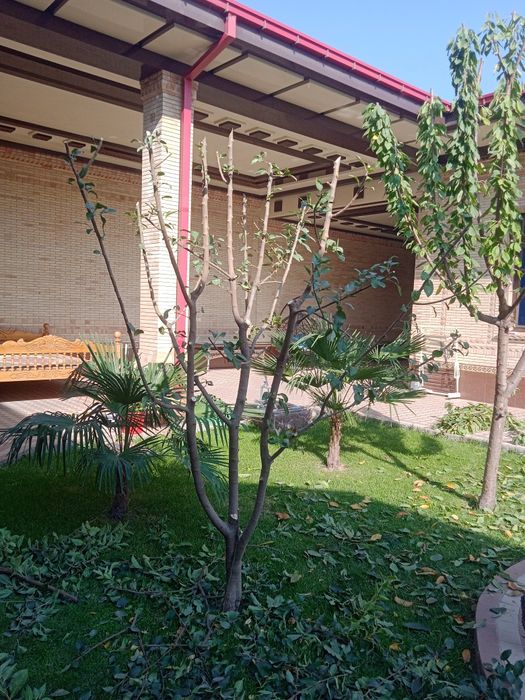 Sadovnik bogbon lanshaft xizmati