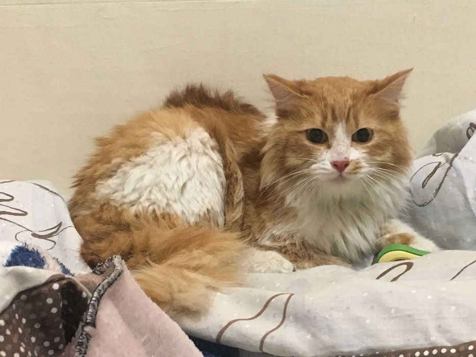 потеряли кошку в районе рощи Баума