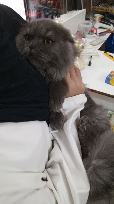 скоттиш фолд зотли мушук ками бор