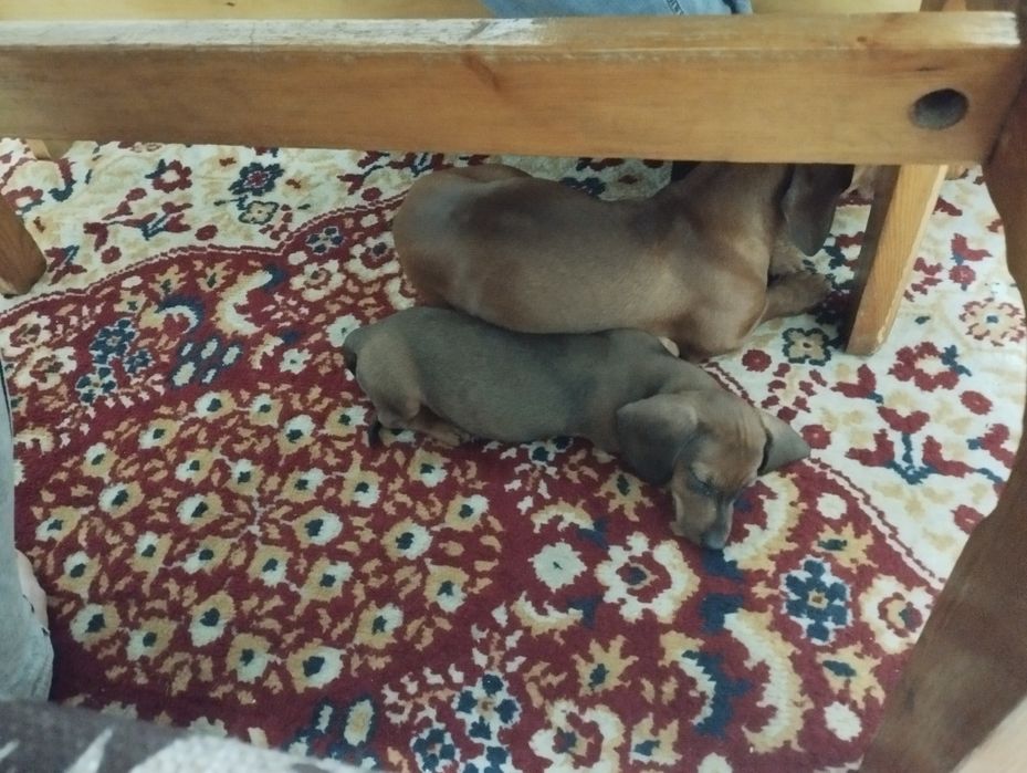 Продаю щенка таксы.Возраст 2 месяца,чистакровная