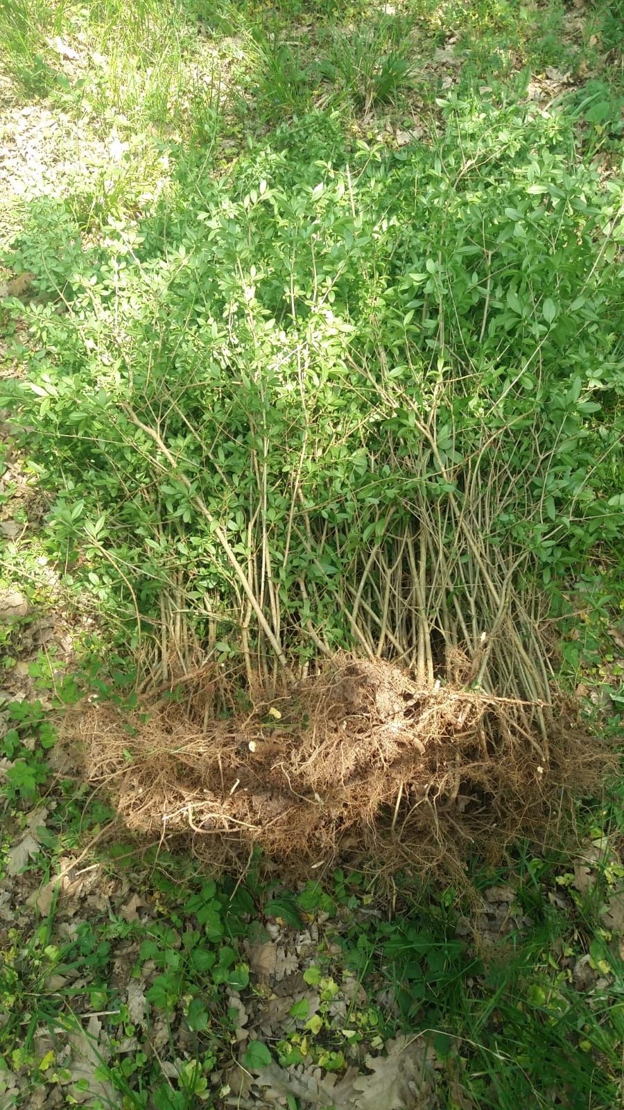 vand plante pentru gard viu ligustrum voulgare (lemn cainesc)